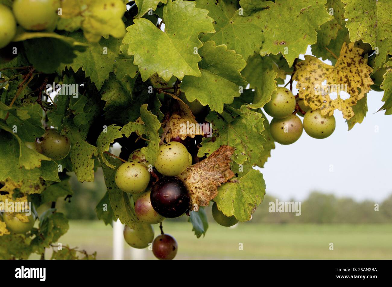 Köstliche Muscadine-Scampnong-Trauben auf einer Rebe Stockfoto