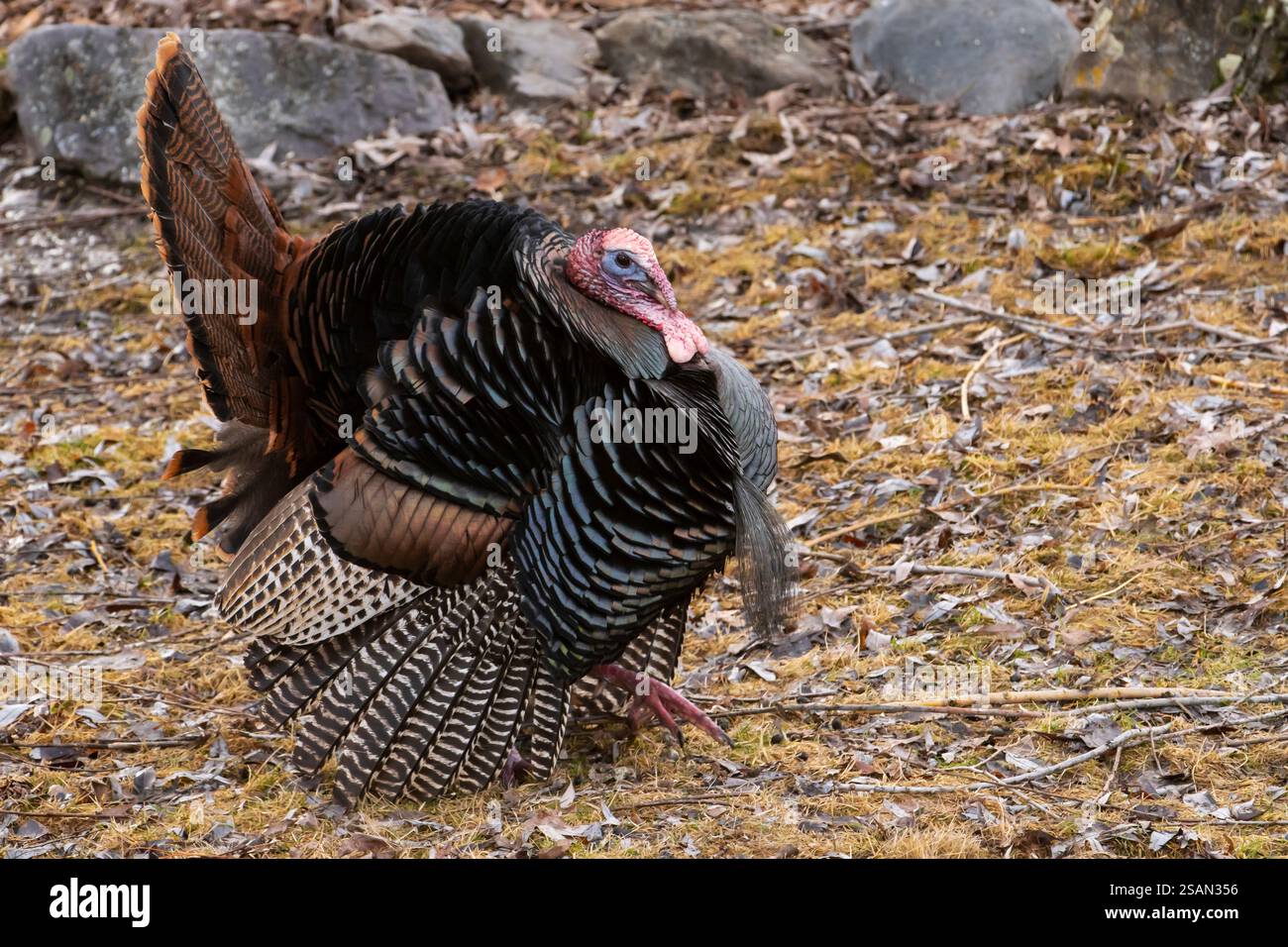 Nordamerika; Usa; Montana; Frühling; Wildtiere; Vögel; Wild Truthahn - Meleagris gallopavo Stockfoto