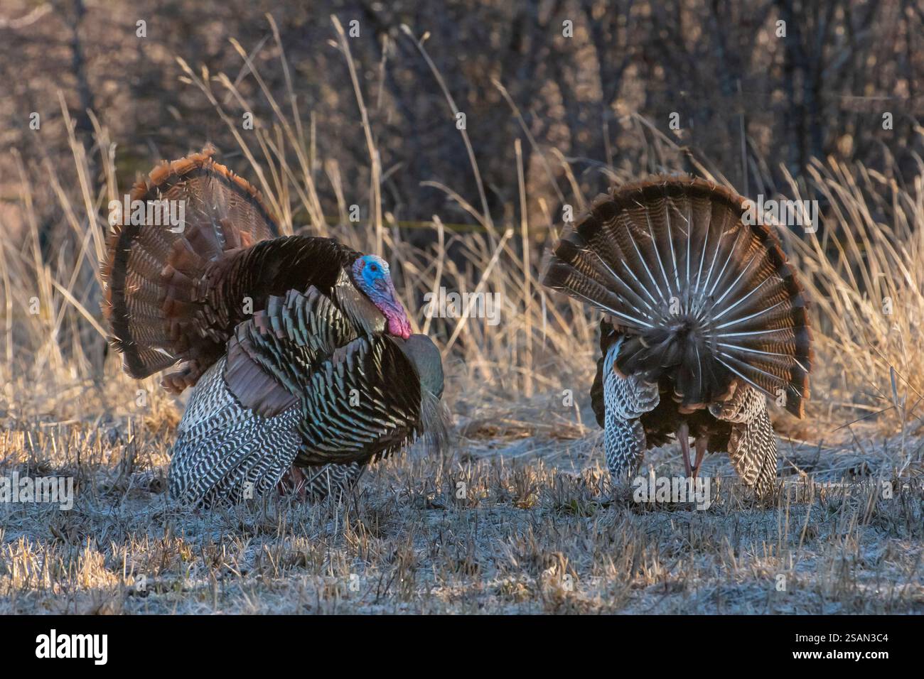 Nordamerika; Usa; Montana; Frühling; Wildtiere; Vögel; Wild Truthahn - Meleagris gallopavo Stockfoto