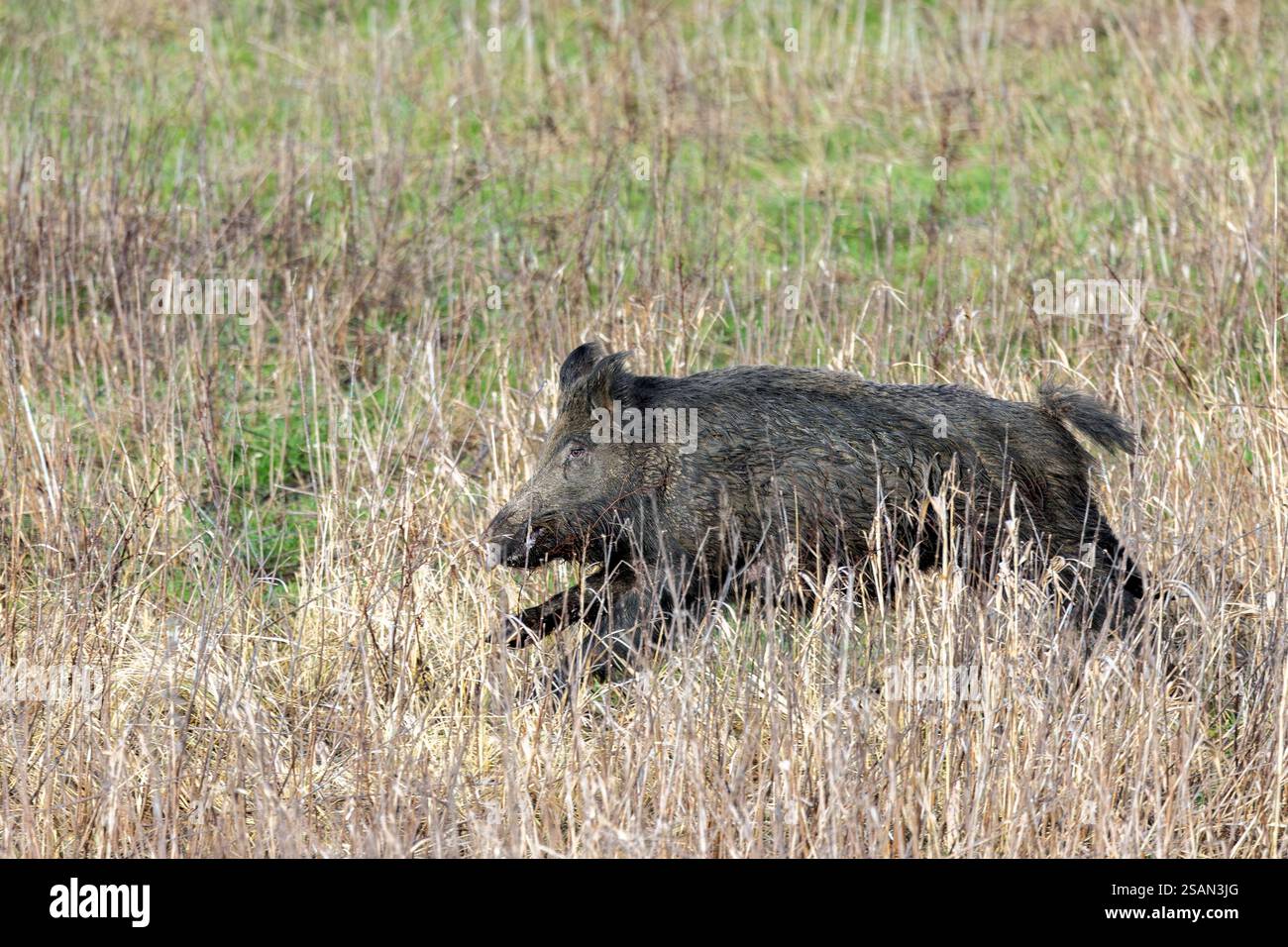 Einsames Wildschwein (Sus scrofa), das im Winter durch Grasland flüchtet Stockfoto