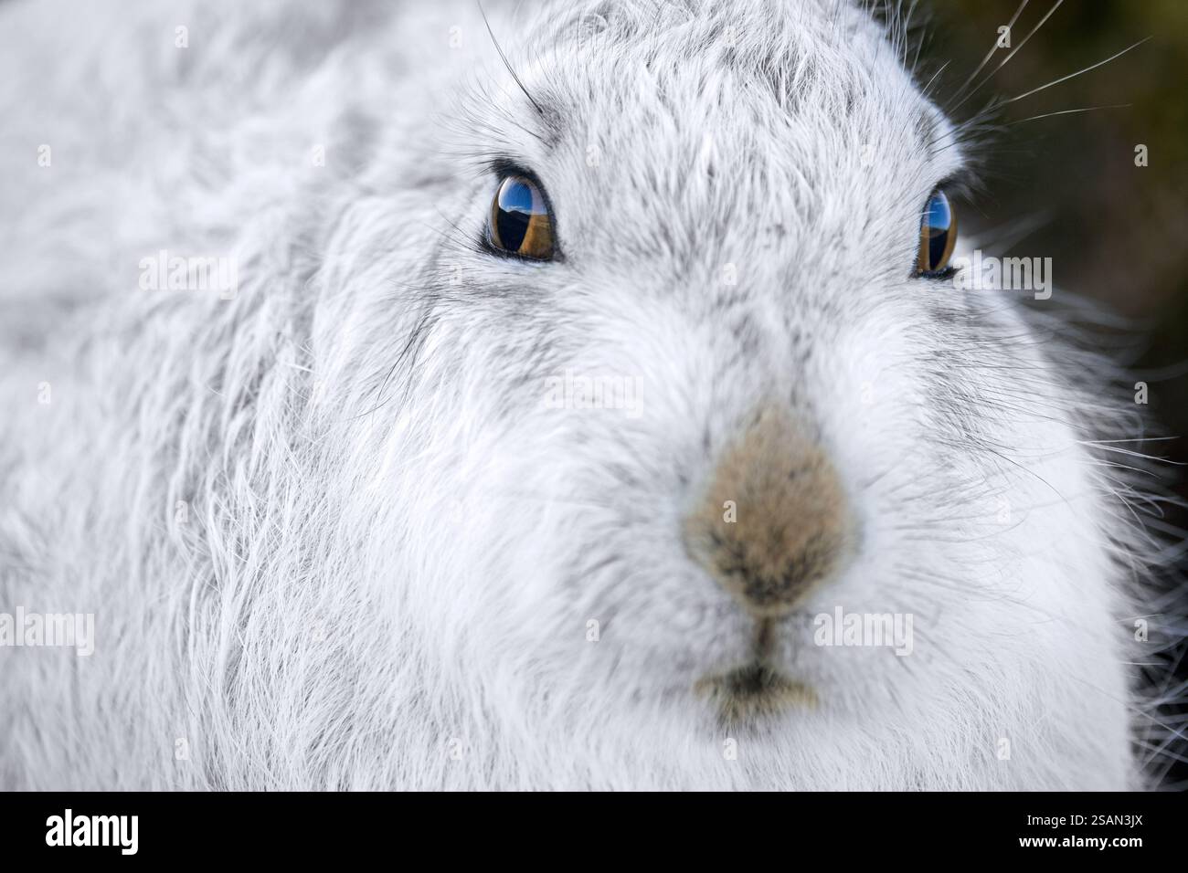 Nahaufnahme von Berghasen / Schneehasen (Lepus timidus) in weißem Winterpelage in den Hügeln im späten Winter, Cairngorms National Park, Schottland Stockfoto