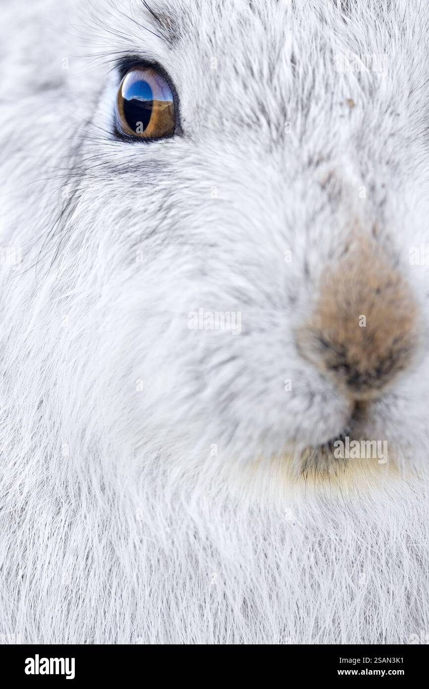 Nahaufnahme von Berghasen / Schneehasen (Lepus timidus) in weißem Winterpelage in den Hügeln im späten Winter, Cairngorms National Park, Schottland Stockfoto