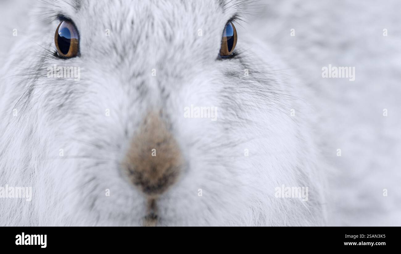 Nahaufnahme von Berghasen / Schneehasen (Lepus timidus) in weißem Winterpelage in den Hügeln im späten Winter, Cairngorms National Park, Schottland Stockfoto