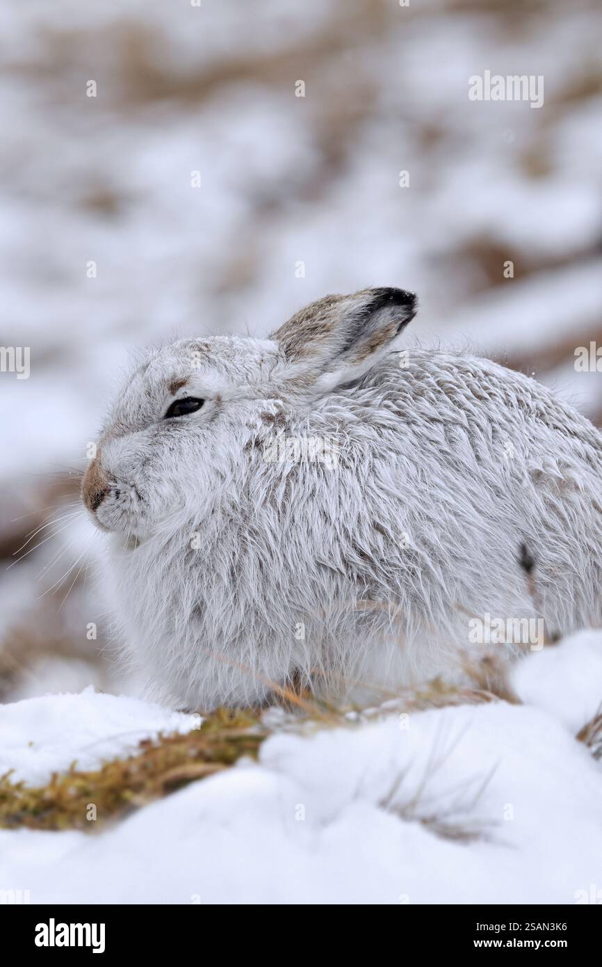 Berghase / Alpenhase / Schneehase (Lepus timidus) in weißem Winterpelage in den Hügeln im Spätwinter, Cairngorms National Park, Schottland Stockfoto