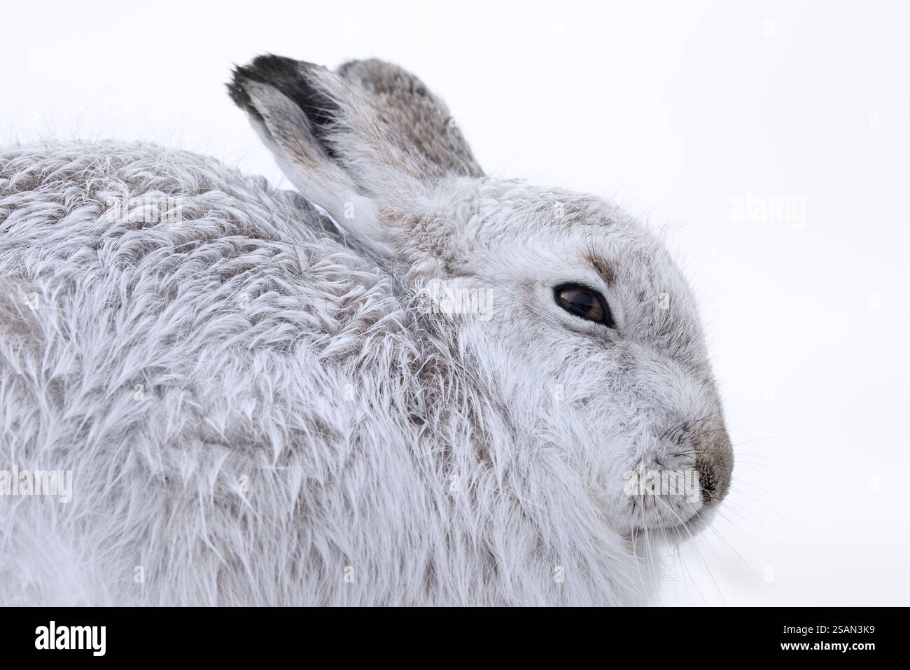 Nahaufnahme von Berghasen / Schneehasen (Lepus timidus) in weißem Winterpelage in den Hügeln im späten Winter, Cairngorms National Park, Schottland Stockfoto