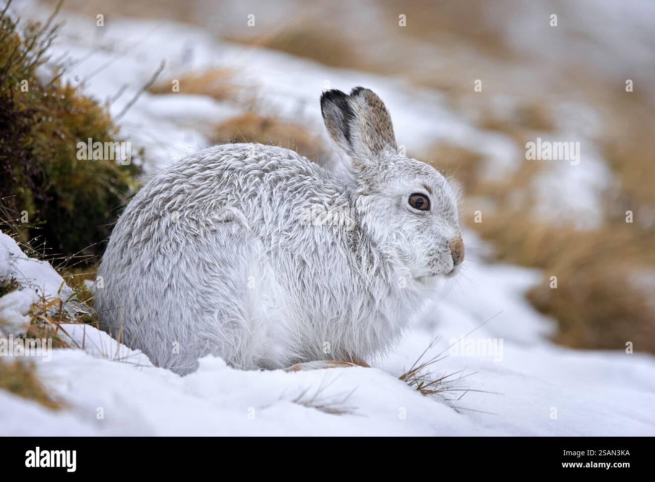 Berghase / Alpenhase / Schneehase (Lepus timidus) in weißem Winterpelage in den Hügeln im Spätwinter, Cairngorms National Park, Schottland Stockfoto