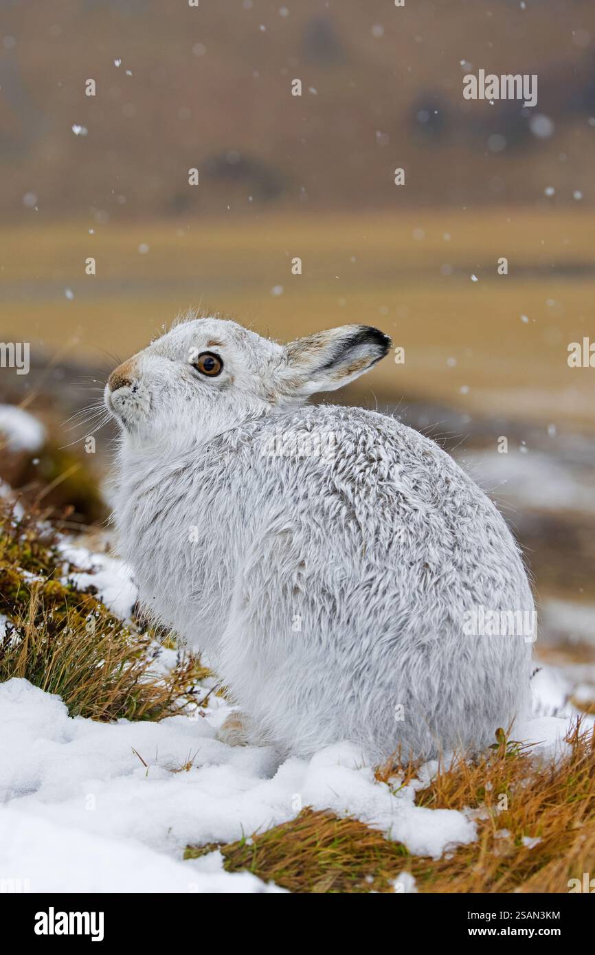 Berghase / Alpenhase / Schneehase (Lepus timidus) in weißem Winterpelage in den Hügeln im Spätwinter, Cairngorms National Park, Schottland Stockfoto