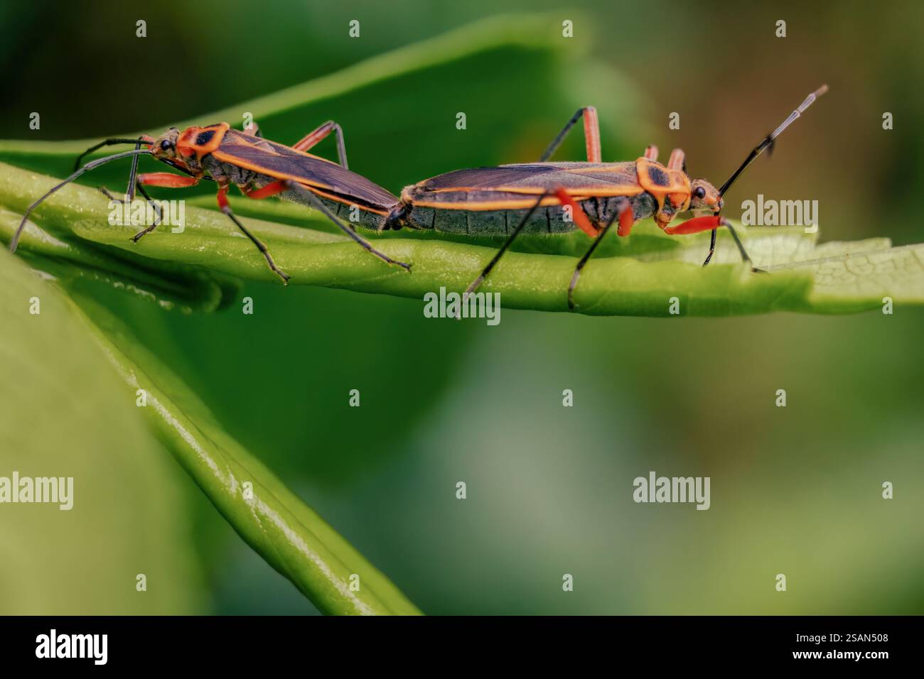 Makrofotografie von ein paar eingegrenzten Pflanzenwanzen, die sich in einem Wald in den östlichen Andengebirgen in Zentral-Kolumbien paaren. Stockfoto