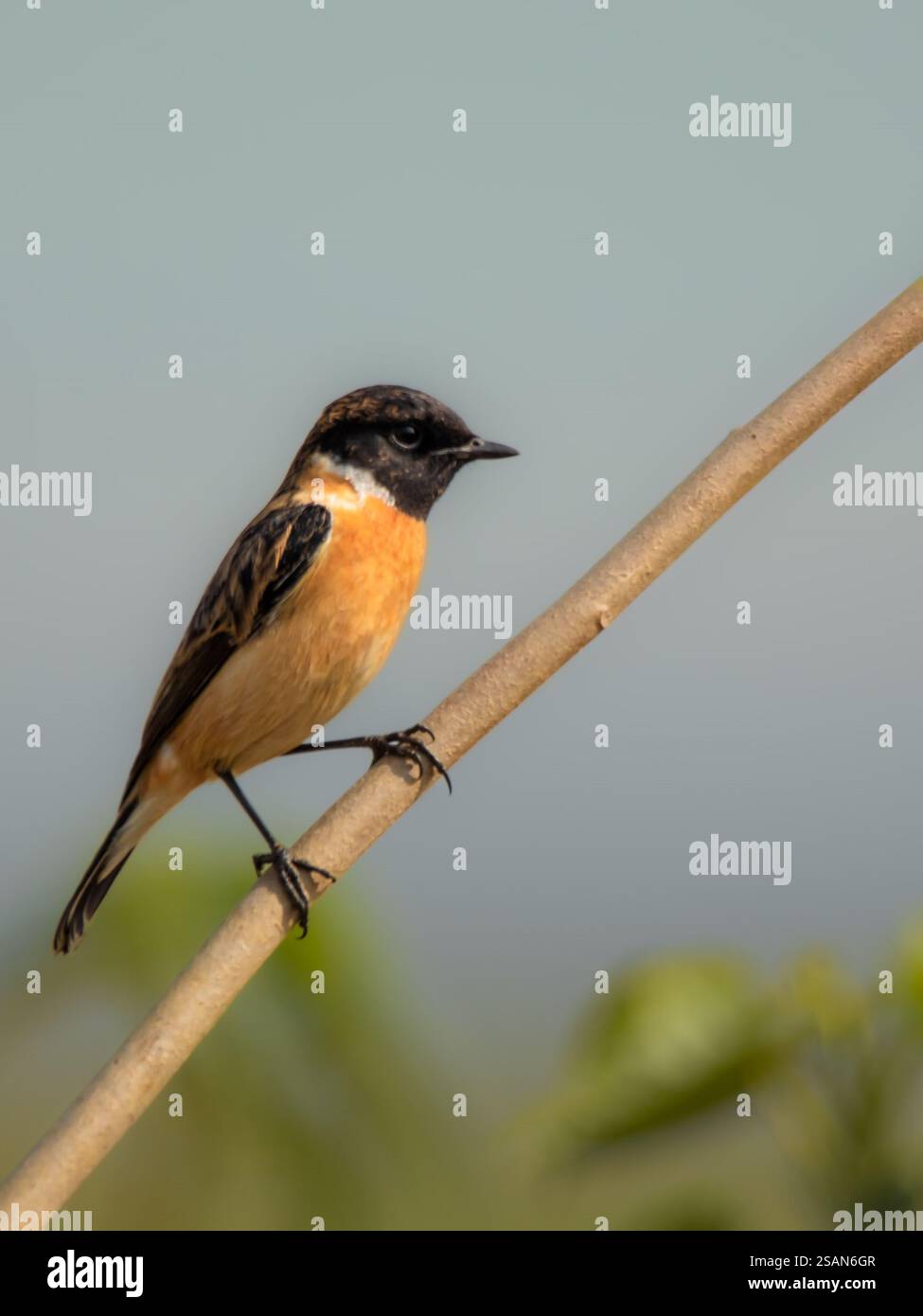 Sibirischer Stein unterhält einen einzelnen Vogel, der auf einem Ast thront. Stockfoto