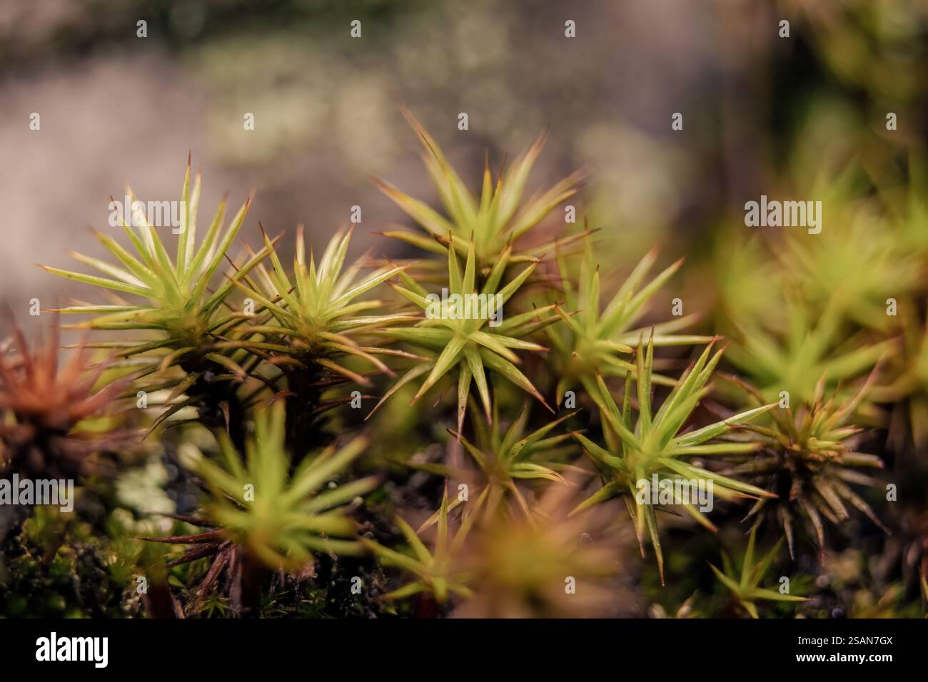 Makrofotografie von gemeinem Haarkappenmoos, aufgenommen in einem Wald in den östlichen Andengebirgen in Zentral-Kolumbien, in der Nähe der Stadt Villa de Leyva. Stockfoto