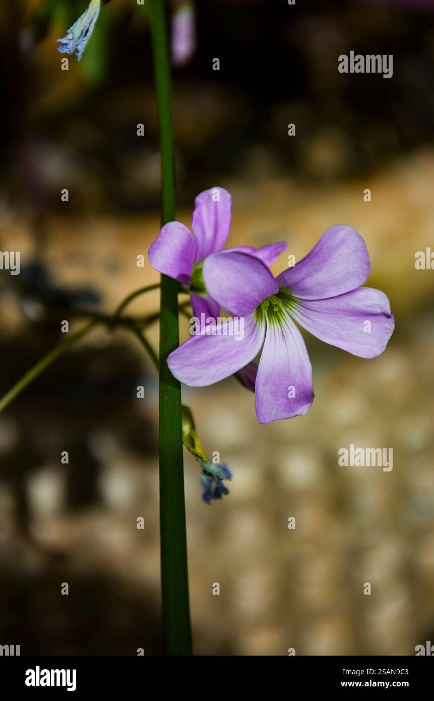 Oxalis triangularis, auch bekannt als Falschschschamrock, ist eine mehrjährige Pflanzenart aus der Familie der Oxalidaceae Stockfoto
