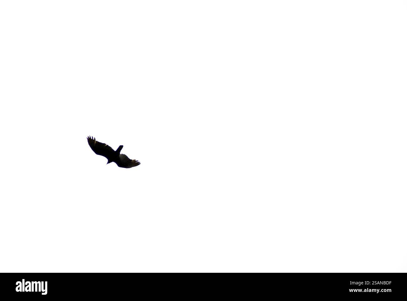 Ein Adler, der durch den Nachmittagshimmel schwebt Stockfoto