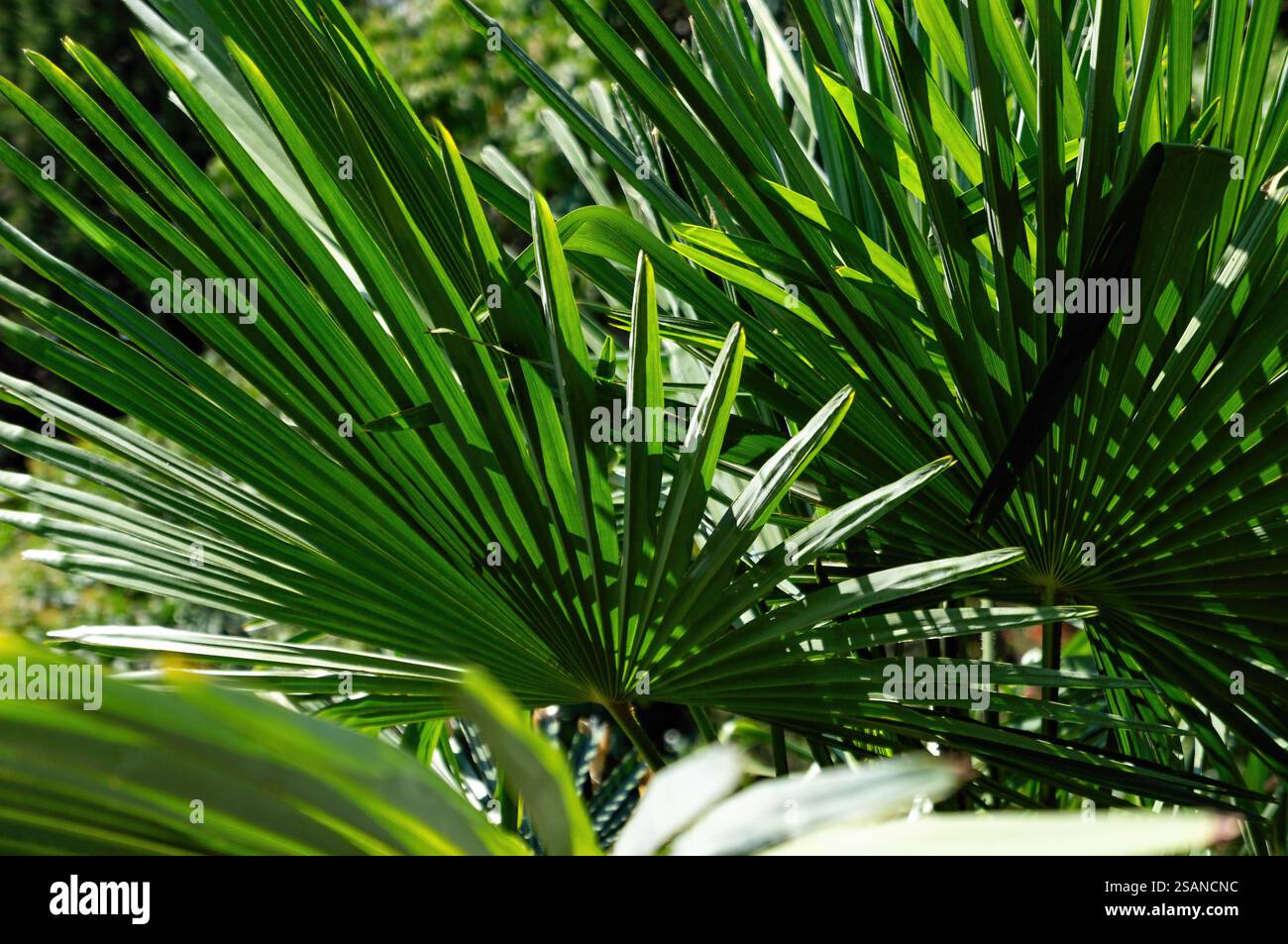 Exotisches Palmblättermuster von Trachycarpus Takil für naturinspiriertes Design Stockfoto