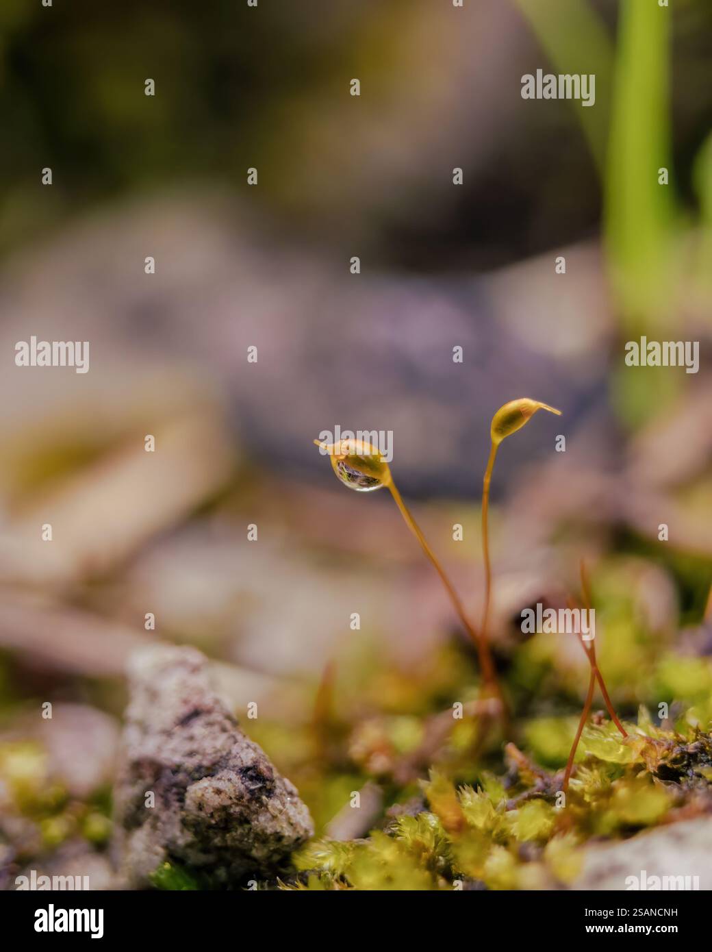 Makrofotografie eines Mooskalyptrums mit einem Tropfen Wasser, aufgenommen in den östlichen Andenbergen im Zentrum Kolumbiens, in der Nähe der Villa de Leyva. Stockfoto