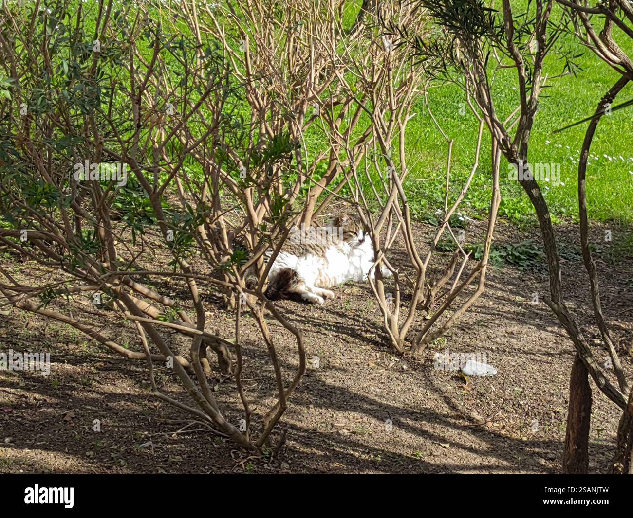 Eine Katze spaziert in einem gepflegten Park in Budva, Montenegro Stockfoto