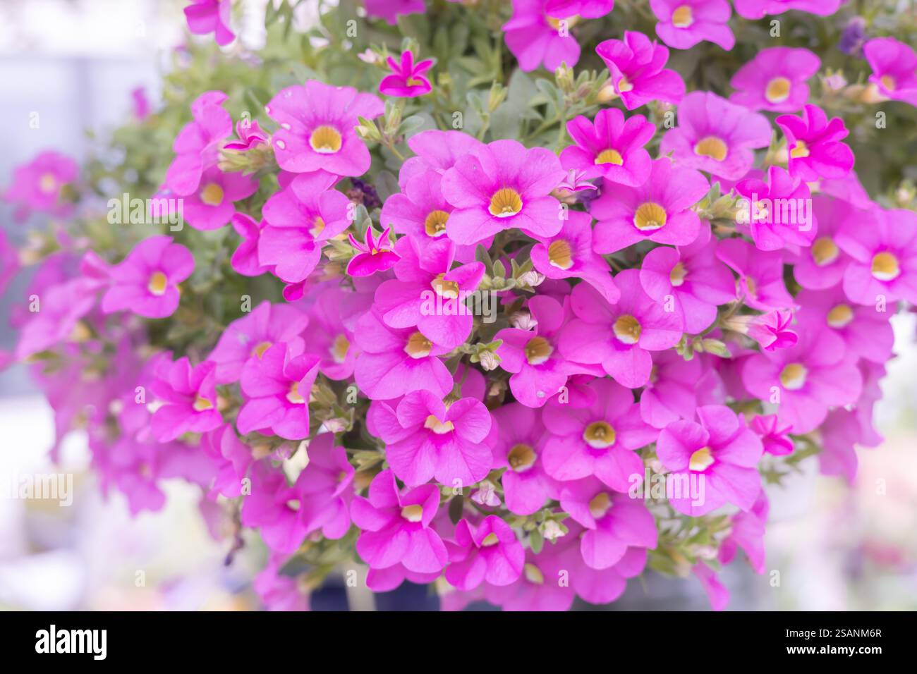 Nichts ruft mehr hervor, als eine Nahaufnahme eines hängenden Korbs mit Millionen Glocken, der vor winzigen Fuchsia, Bubblegum-rosa, nachziehendem calibrachoa strotzt. Stockfoto
