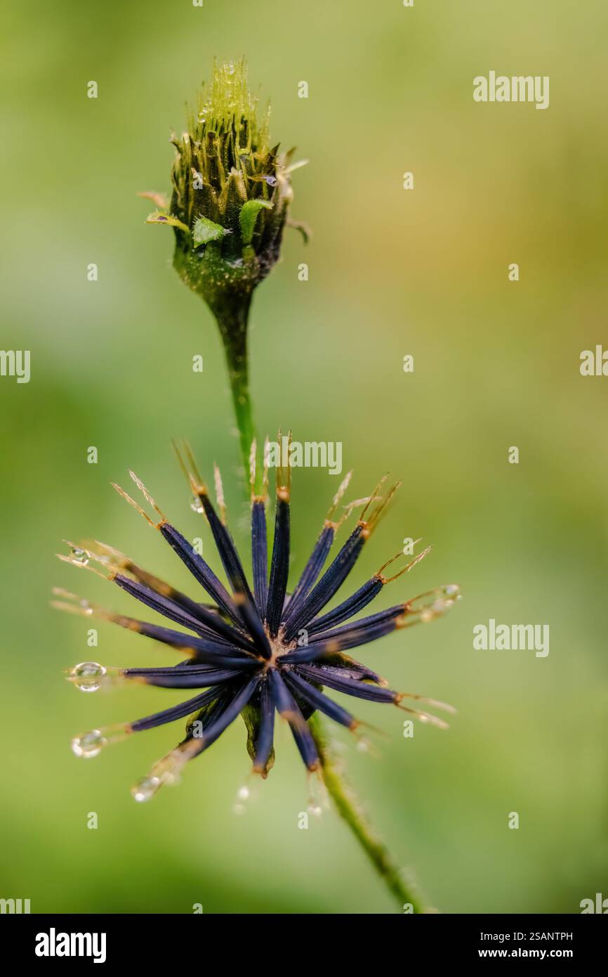 Makrofotografie eines Zugwanderers, der Kopf mit Wassertropfen befruchtet, in einem Wald in den östlichen Andenbergen Zentral-Kolumbiens. Stockfoto