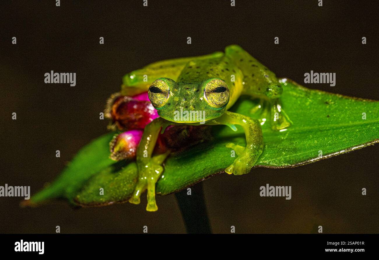 Centrolene Prosoblepon, Smaragdglasfrosch oder Nicaragua Riesenglasfrosch, auf blühender Blume Stockfoto