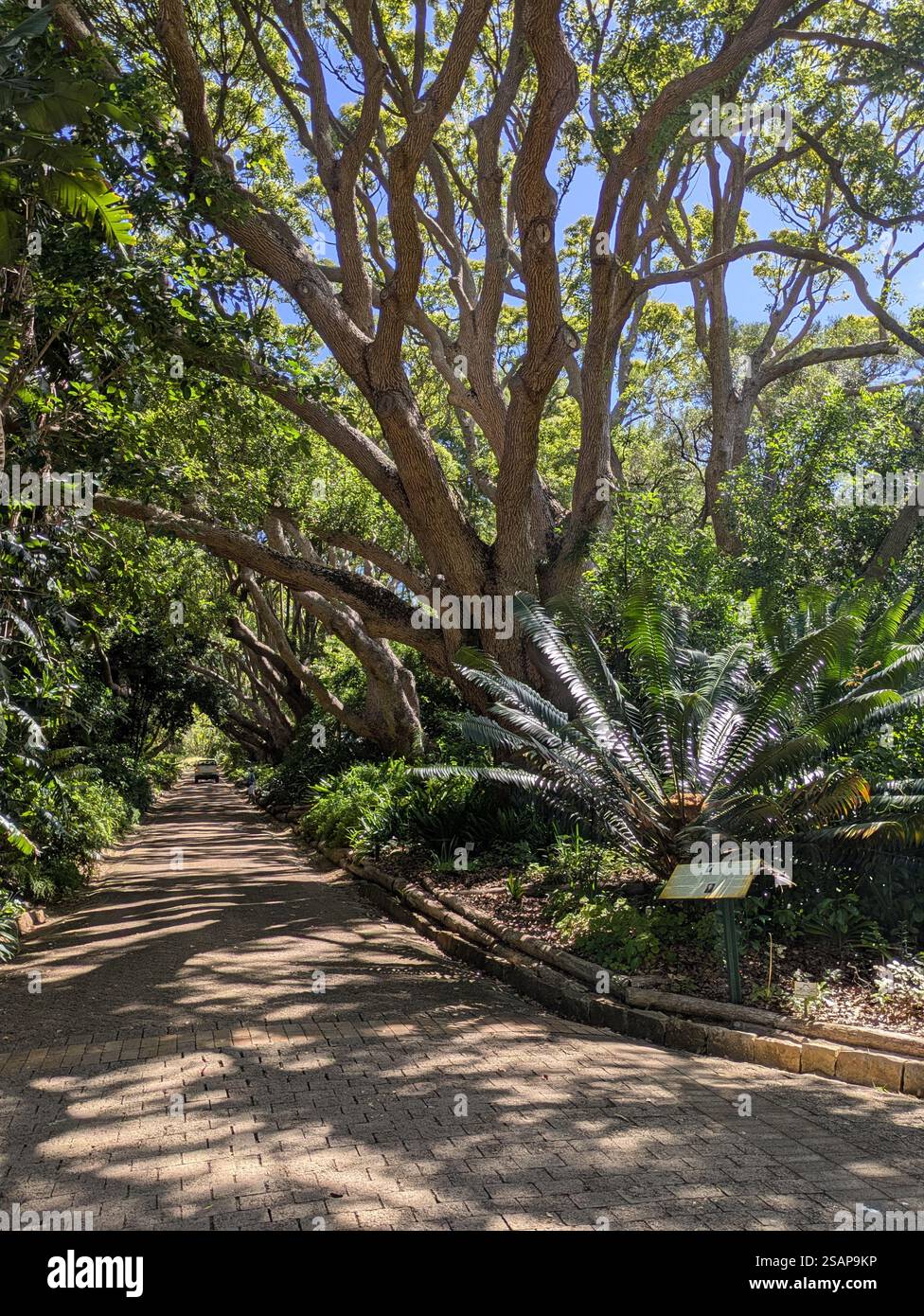 Botanischer Garten kirstenbosch Stockfoto