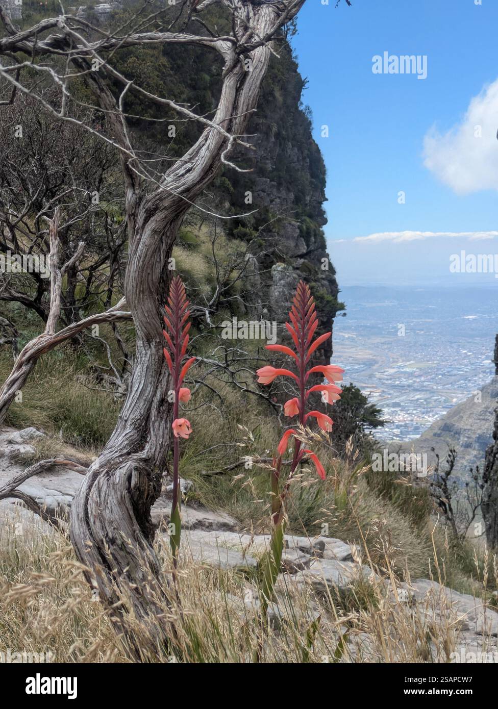 Korallenblume gegen gestreiften Felsen auf dem Tafelberg Stockfoto