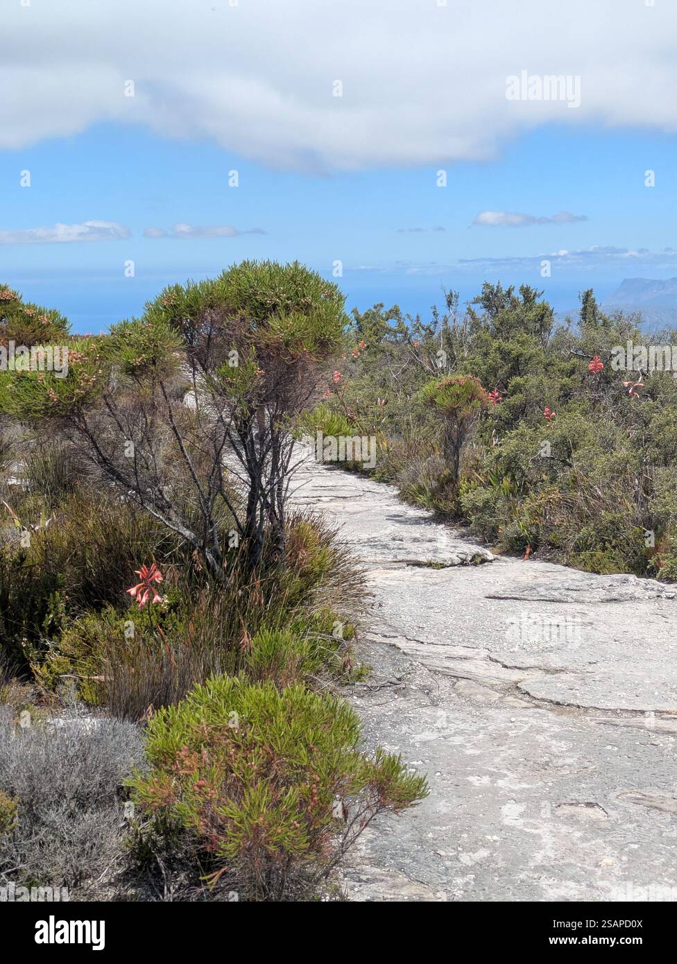 Wanderweg am Tafelberg Stockfoto