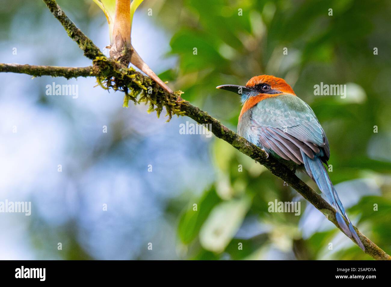 Costa Rica, Arenal. Breitschnabel-Motmot (Electron platyrhynchum) Stockfoto