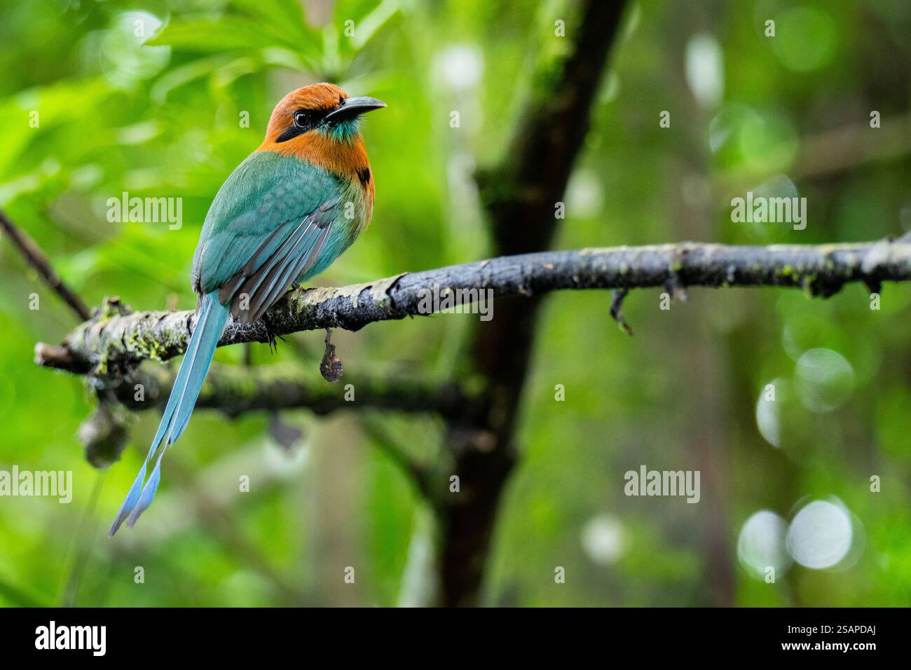 Costa Rica, Arenal. Breitschnabel-Motmot (Electron platyrhynchum) Stockfoto