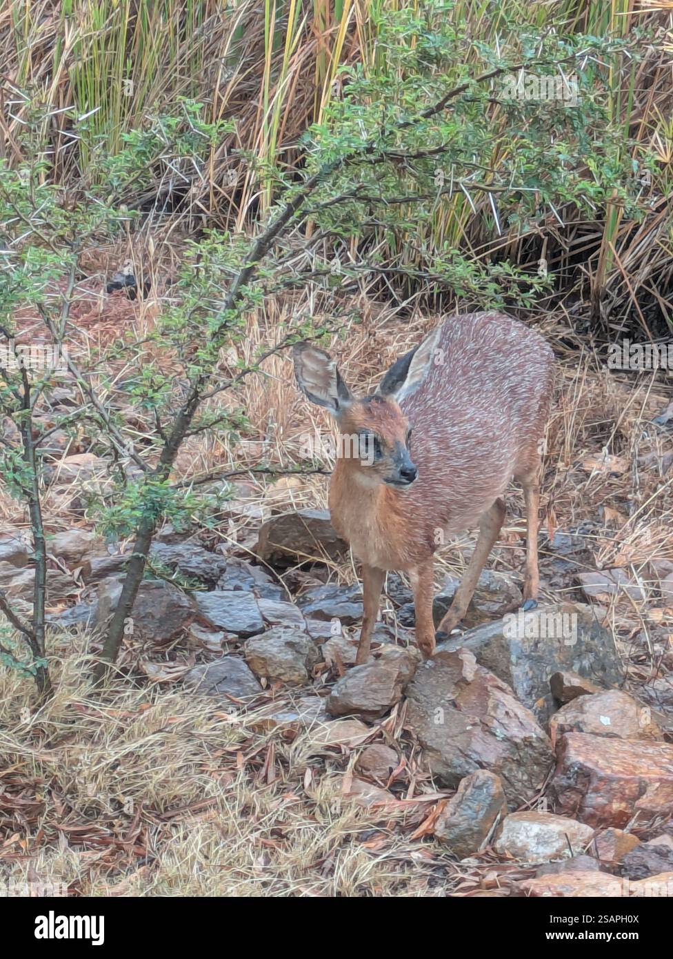 Grysbok in der Garden Route Game Lodge Stockfoto