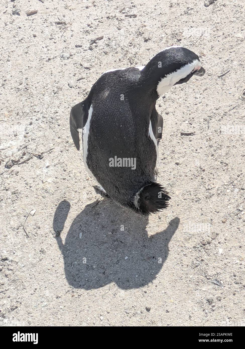 Pinguin am Boulders Beach in Kapstadt Stockfoto