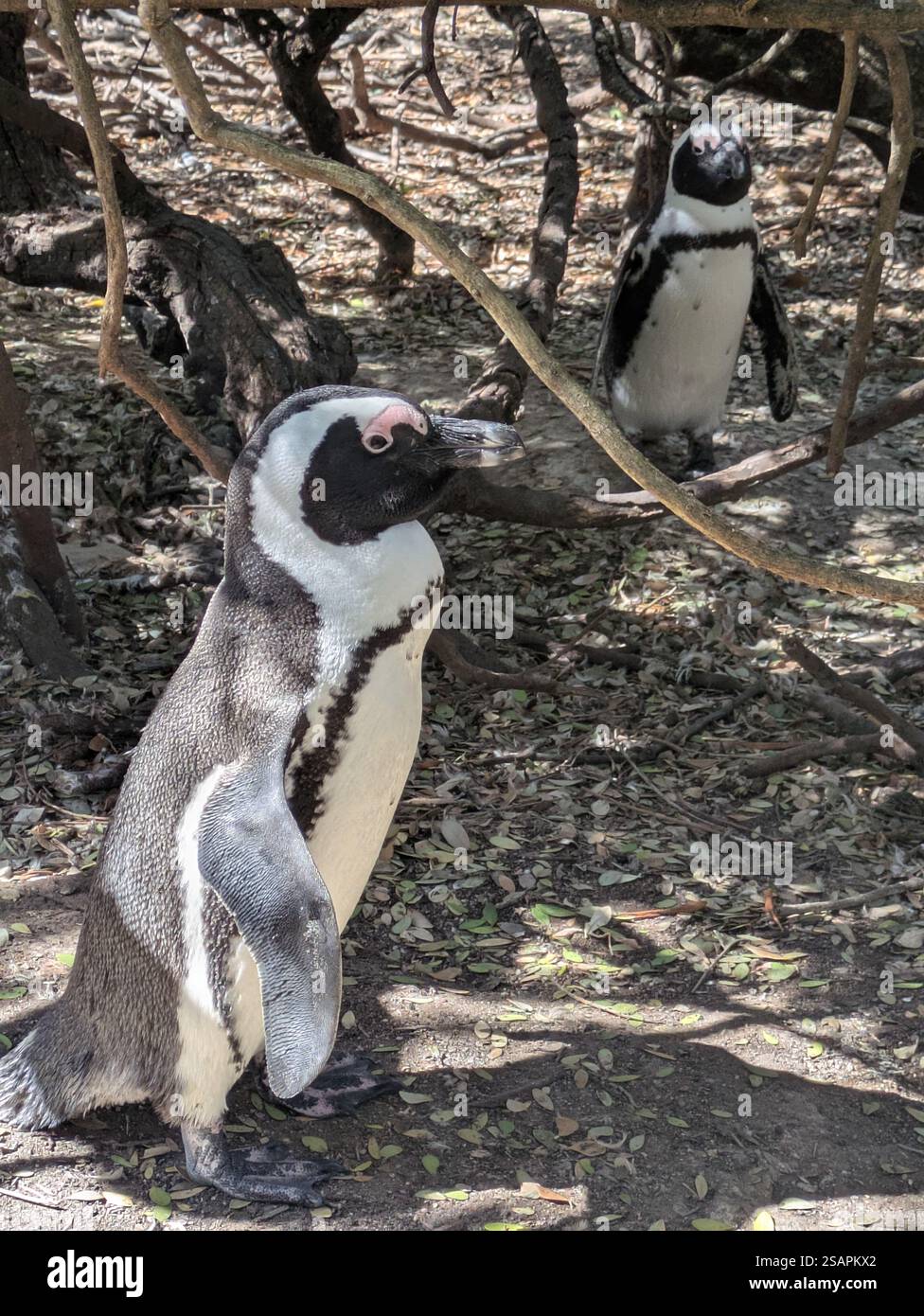 Pinguin am Boulders Beach in Kapstadt Stockfoto
