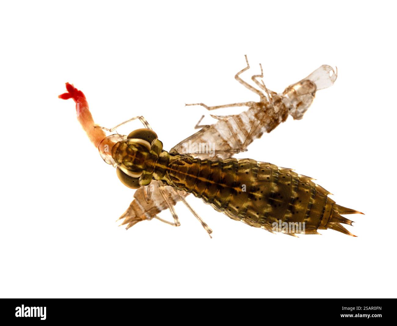 Dorsale Ansicht einer aquatischen grünen DärnerLibelle (Anax junius) Nymphe (naiad), die eine Larvenmige (Chirononomid) isst, während sie sich an ihrem geschmolzenen e festhält Stockfoto