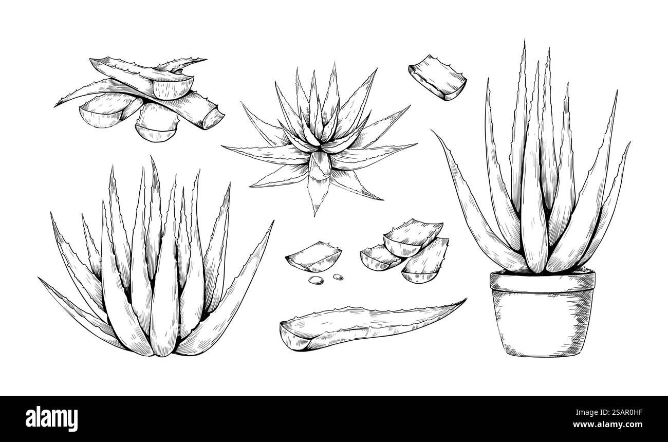Handgezeichnete Aloe. Aloe Vera Vintage-Skizze mit ganzer Pflanze und abgeschnittenen Blättern, saftiger Pflanzenstich, Topfpflanze. Botanische Naturkollektion. Vektor-Kräuterkontur isoliert auf weißem Set. Handgezeichnete Aloe. Aloe Vera Vintage-Skizze mit ganzer Pflanze und abgeschnittenen Blättern, saftiger Pflanzenstich, Topfpflanze. Botanische Naturkollektion. Vektor-Kräuterkontur isolierter Satz Stock Vektor