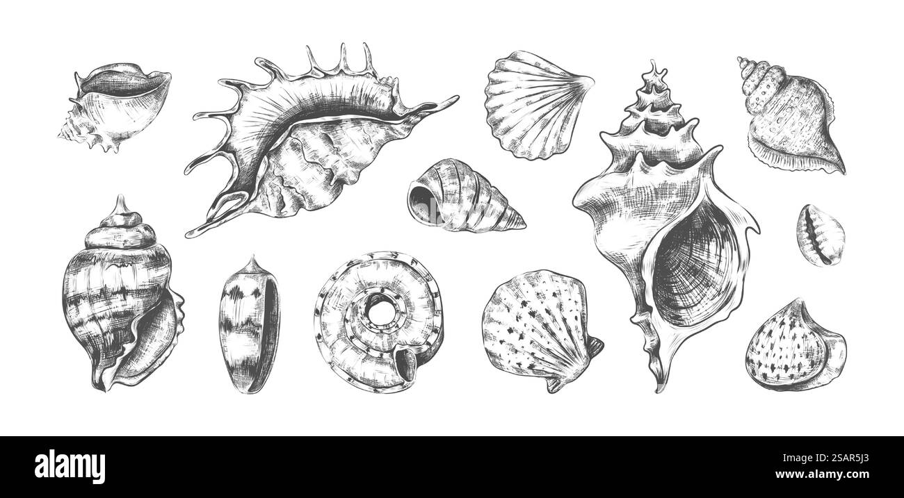 Handgezeichnete tropische Meeresschalen. Grafische Schwarzweißskizze von Zweiventilen oder spiralförmigen Klammerschalen. Unterwasserbewohner, isolierte Meeresschnecken. Muschel mit Perlen. Vektor Unterwasserfauna Set. Handgezeichnete tropische Meeresschalen. Schwarzweißskizze von Zweiventilen oder spiralförmigen Klammerschalen. Unterwasserbewohner, Meeresspießhells. Muschel mit Perlen. Vektor Unterwasserfauna Set Stock Vektor