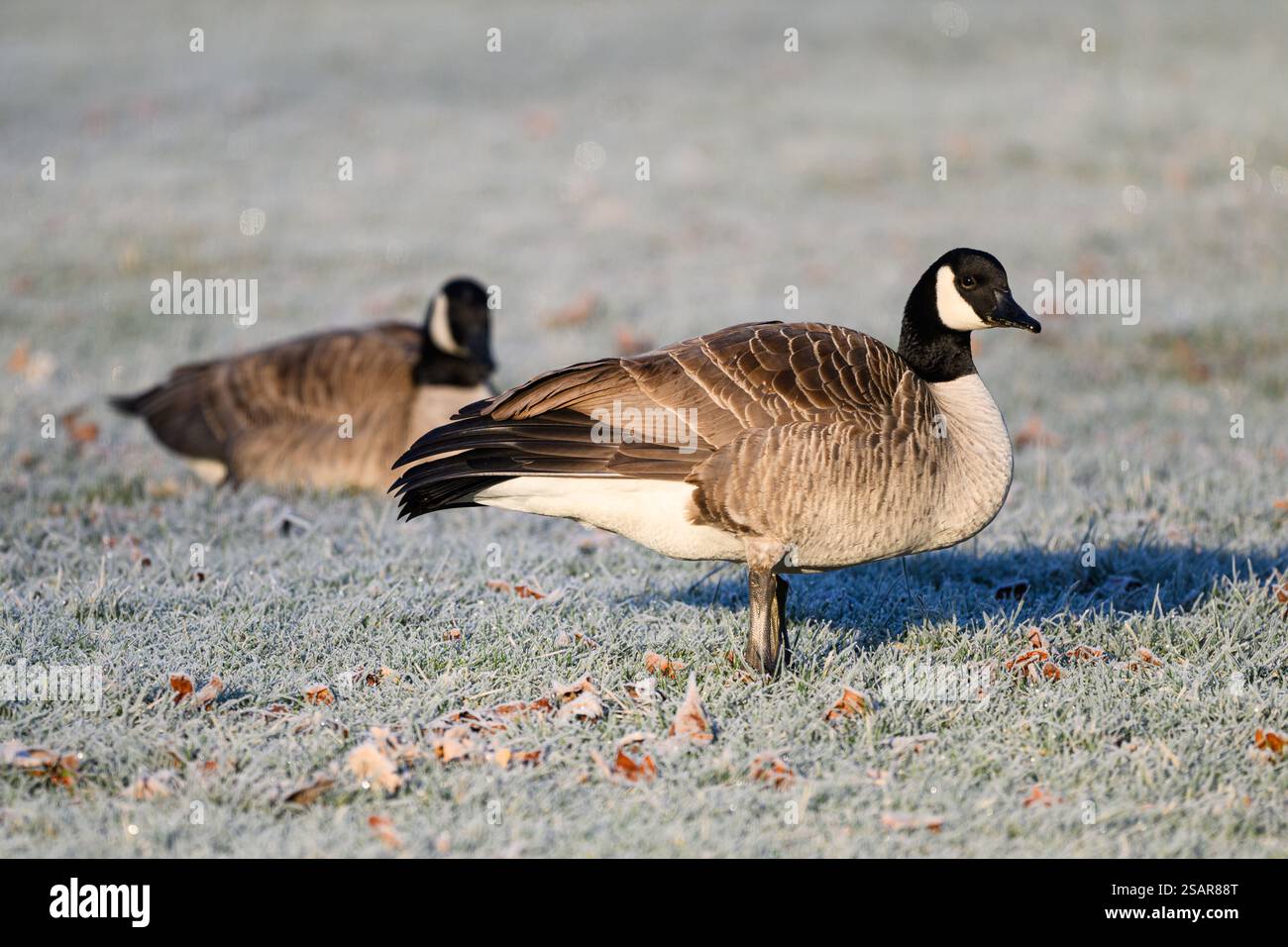 Große Gänse im frostigen Graspark im Winter Stockfoto