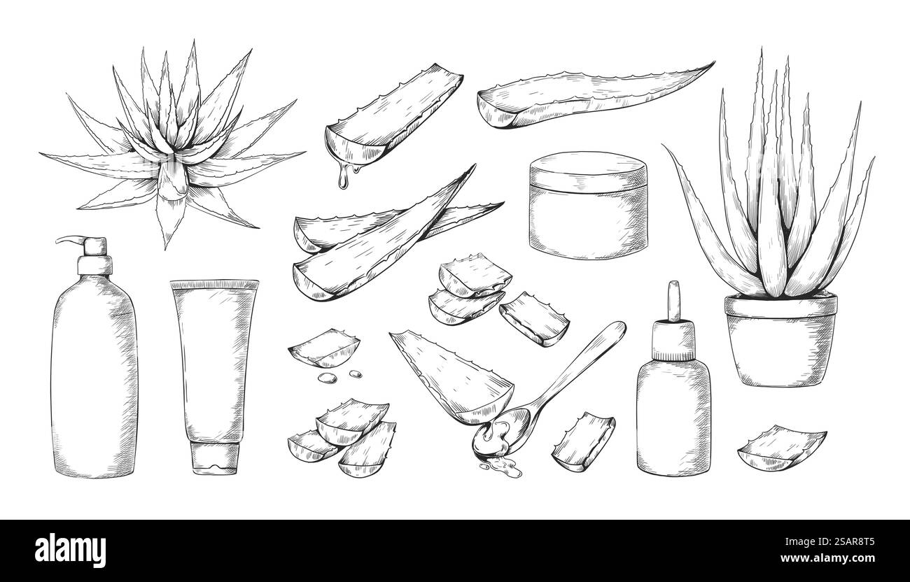 Aloe Vera. Hand gezeichnetes medizinisches Kraut für Schönheit und Kosmetikprodukte Etikett. Immergrüne sukkulente Skizze. Topfhauspflanze. Flasche mit feuchtigkeitsspendender Lotion. Saftige Pflanzenblätter. Botanischer Vektor-Kontursatz. Aloe Vera. Hand gezeichnetes medizinisches Kraut für Schönheit und Kosmetikprodukte Etikett. Immergrüner Sukkulent. Topfhauspflanze. Flasche mit feuchtigkeitsspendender Lotion. Pflanzenblätter. Botanisches Vektorskizzensatz Stock Vektor