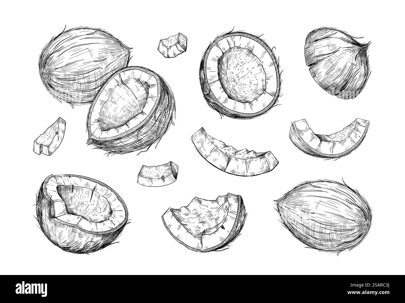 Handgezeichnete Kokosnuss. Die Hälfte und Stücke Kokos. Tropische Palmenernte. Satz ganze oder gehackte Nüsse. Isoliertes schwarzes und weißes Pflanzenfutter. Vector natürliche vegane Kochen oder kosmetische Zutat. Handgezeichnete Kokosnuss. Die Hälfte und Stücke Kokos. Tropische Palmenernte. Satz ganze oder gehackte Nüsse. Schwarz-weiße Lebensmittel. Vector natürliche vegane Kochen oder kosmetische Zutat Stock Vektor