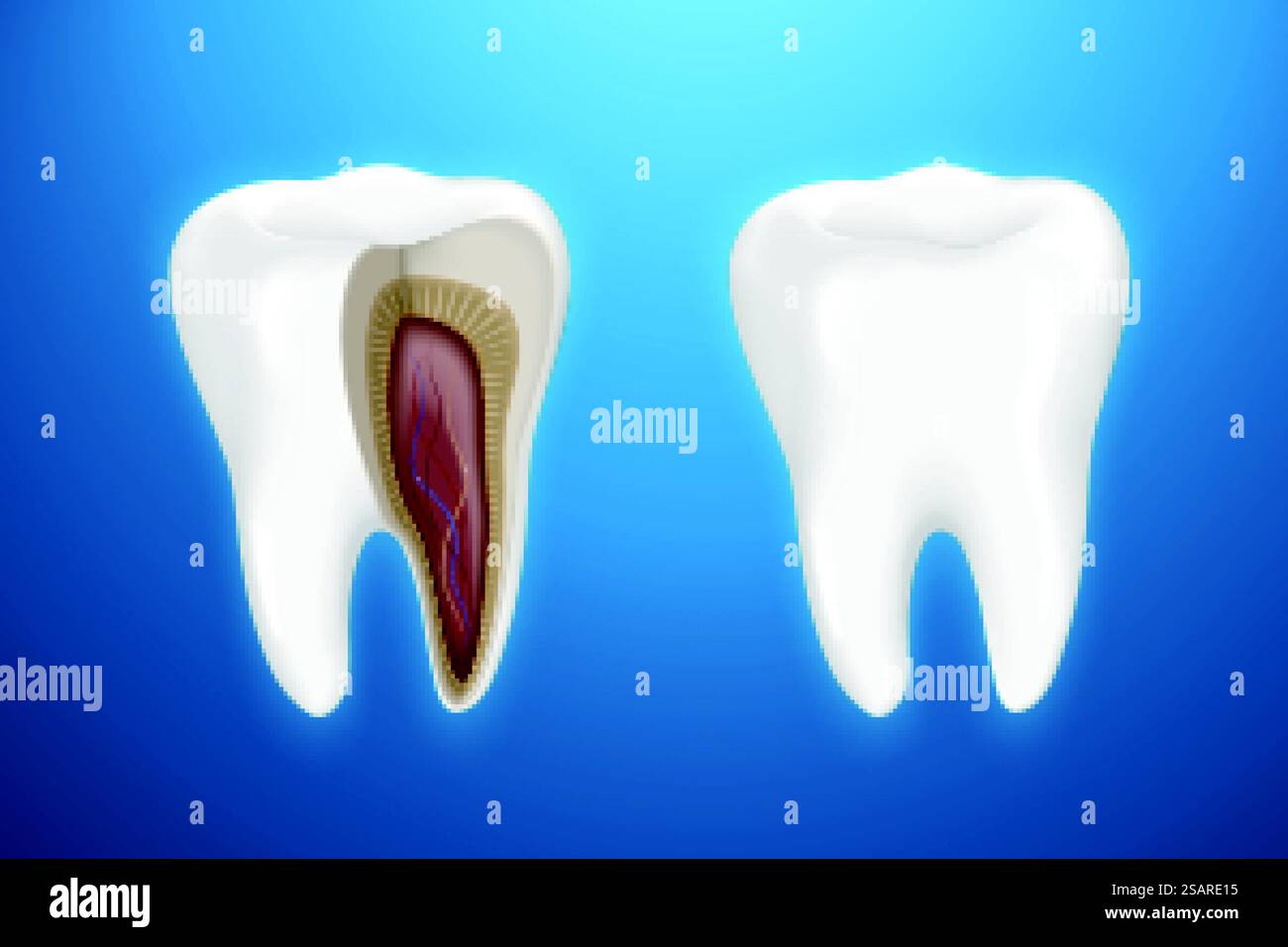 Zahnanatomie isoliert auf blauem Hintergrund in 3D-Illustration. Zahnanatomie isoliert auf Blau Stock Vektor