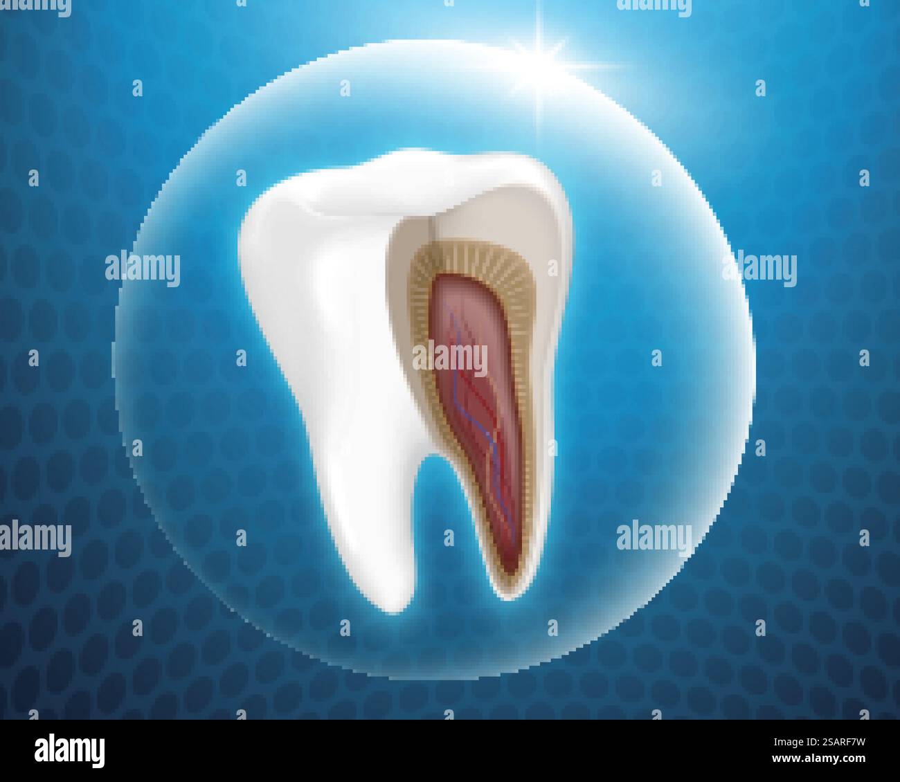 Zahnanatomie in Schutzblase auf blauem Hintergrund, 3D-Illustration. Zahnanatomie bei Schutzblase Stock Vektor