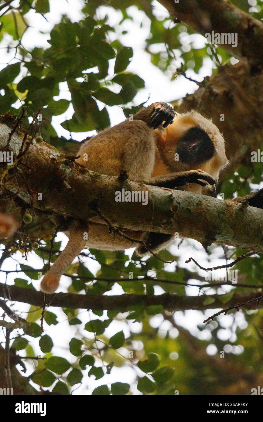 Schwarzgesichtsaffen (Cercopithecus aethiops) im Chitwan-Nationalpark, einem Weltkulturerbe im Terai-Nepal Stockfoto
