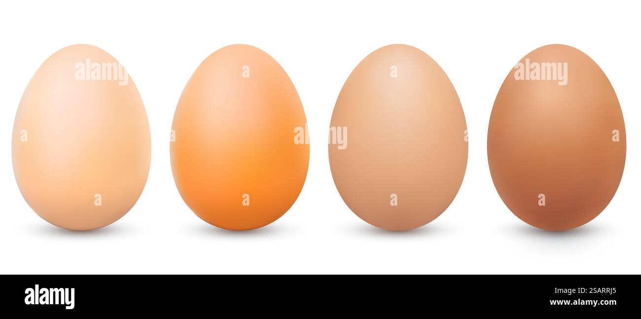 Vier braune Eier in verschiedenen Tönen. Realistische braune Hühnereier mit Schatten. Großaufnahme 3D ganze Hühnereier isoliert auf weißem Hintergrund. Vektorabbildung EPS10 Stock Vektor