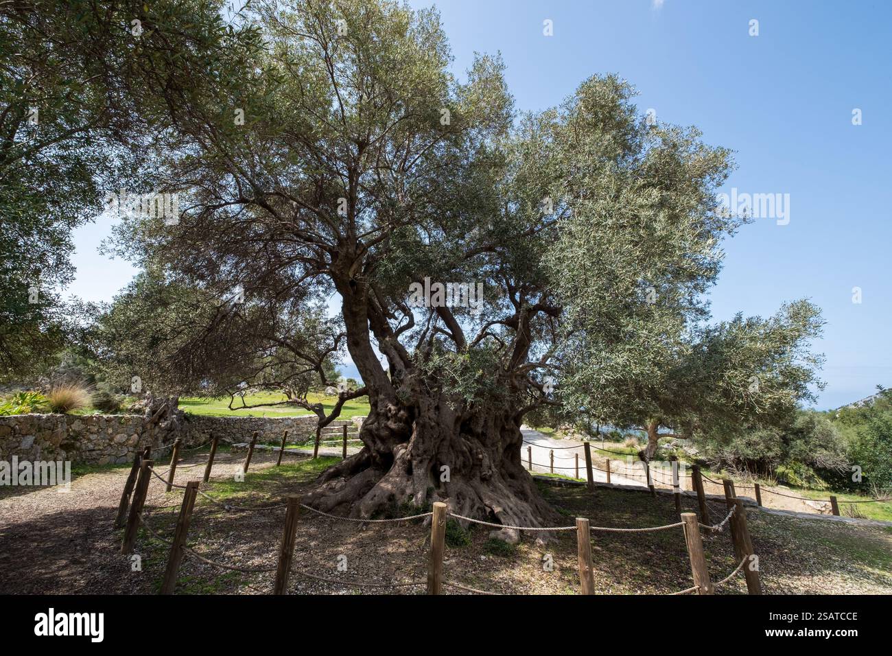 lteste Olivenbaum in Griechenland - Vouves Baum auf der Insel Kreta. Eine  der ltesten Olivenbume der Welt Stockfotografie - Alamy