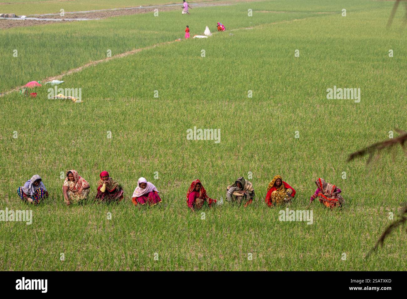 Bauerninnen, die Knoblauchfelder in Chalanbil, Bezirk Pabna, Bangladesch bewirtschaften. Stockfoto