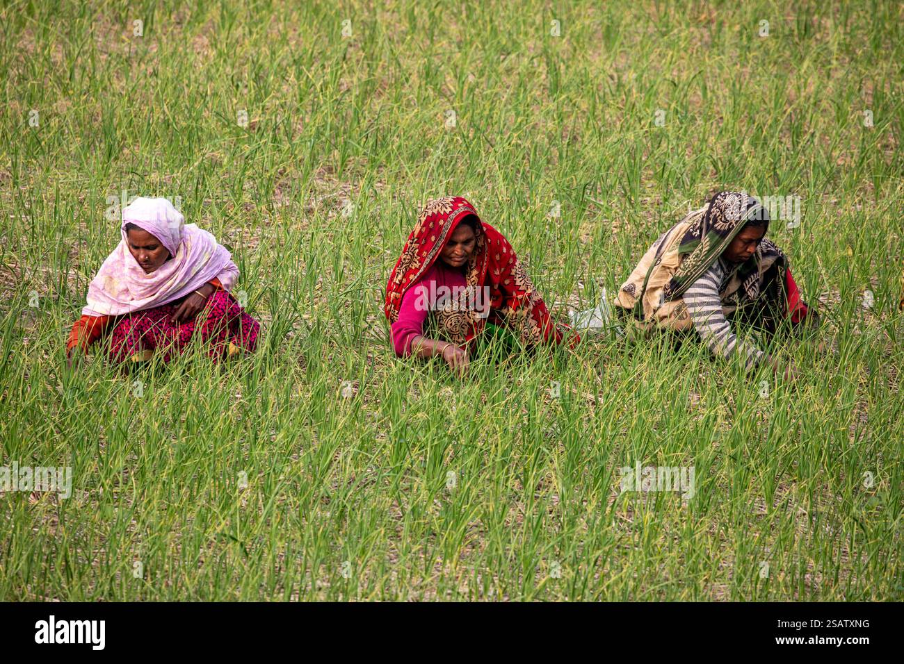 Bauerninnen, die Knoblauchfelder in Chalanbil, Bezirk Pabna, Bangladesch bewirtschaften. Stockfoto
