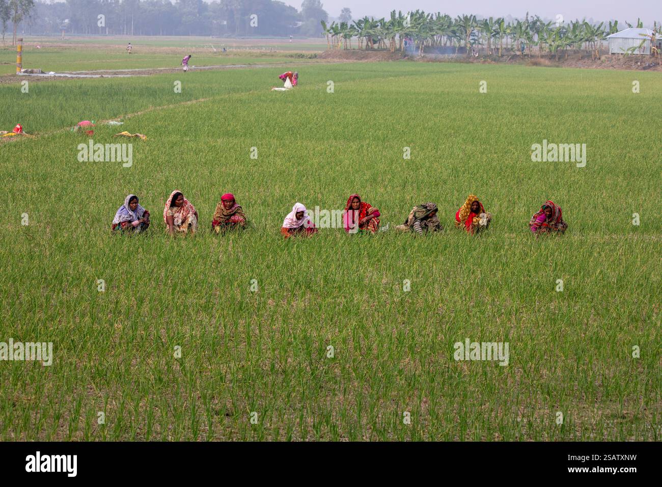 Bauerninnen, die Knoblauchfelder in Chalanbil, Bezirk Pabna, Bangladesch bewirtschaften. Stockfoto