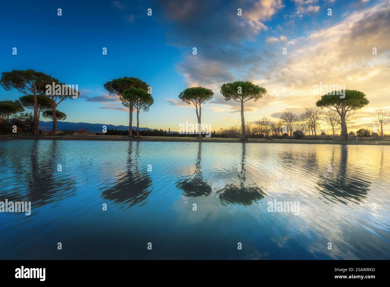 Kiefern und ein kleiner Teich in der Landschaft von Castagneto Carducci in der Maremma bei Sonnenuntergang. Landschaft in der Toskana, Italien Stockfoto