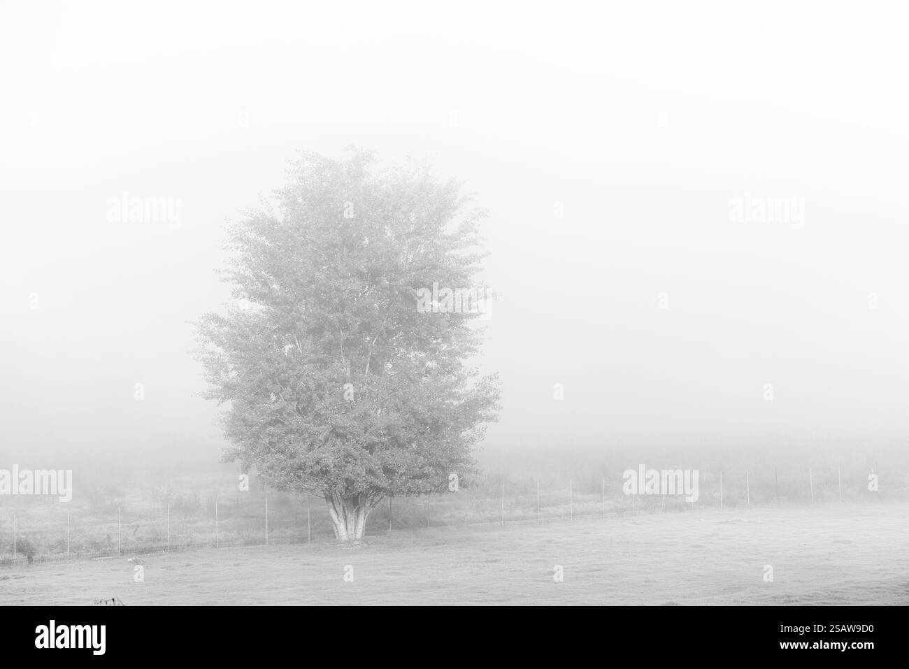 Baum im Nebel in einer Farm am frühen Morgen Stockfoto