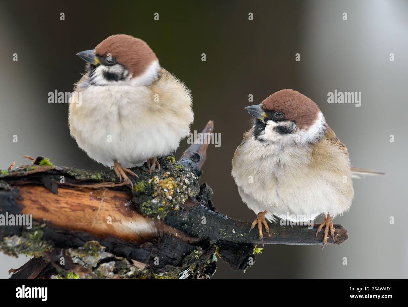 Ein Paar erwachsener Eurasischer Baumpatzen (Passer montanus), die in der kalten Wintersaison synchron über alt aussehenden Zweigen sitzen Stockfoto