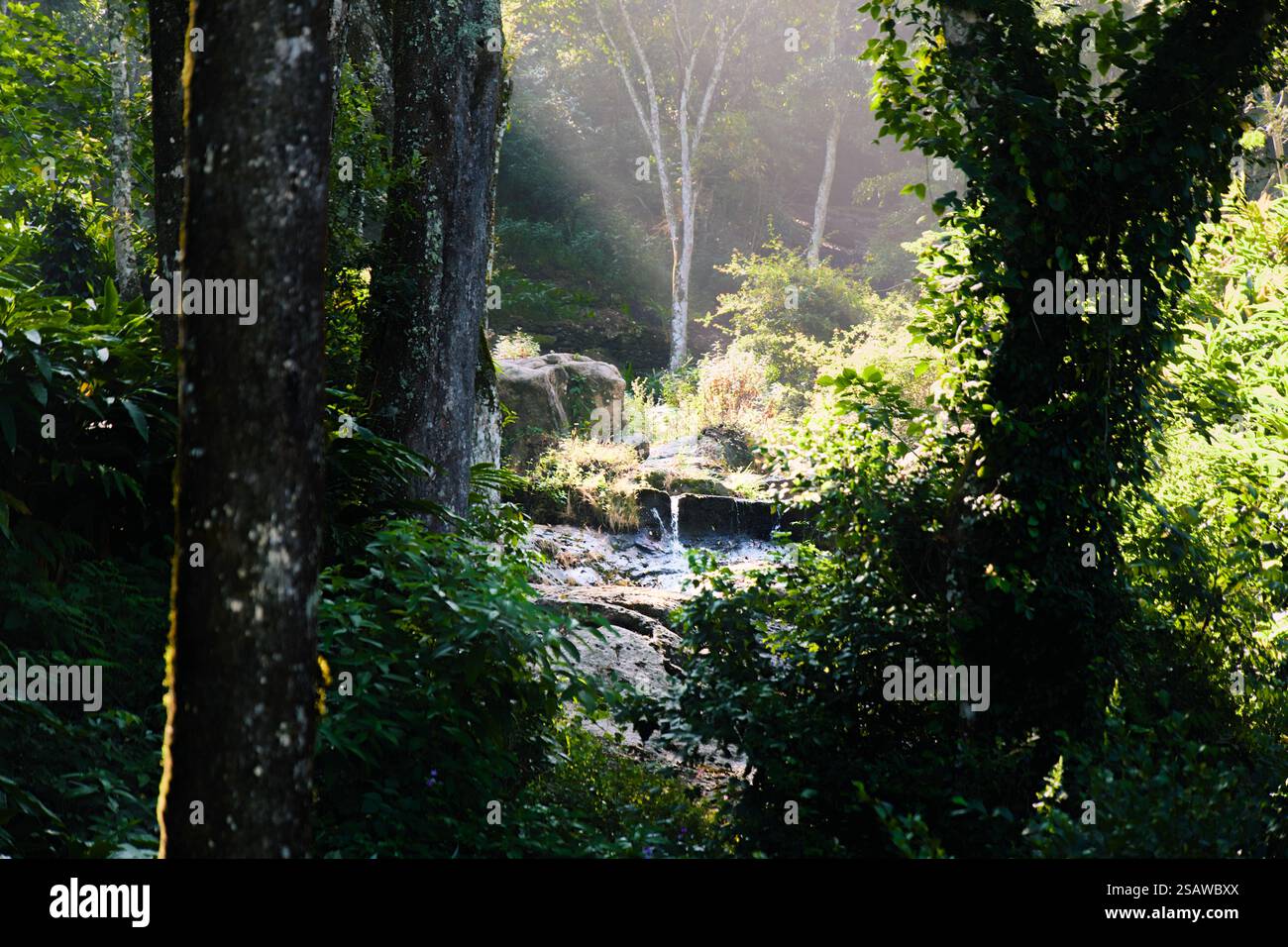 Dieses Bild fängt eine ruhige Waldszene mit Sonnenlicht durch die Bäume ein und beleuchtet einen kleinen Wasserfall umgeben von üppigem Grün. Stockfoto