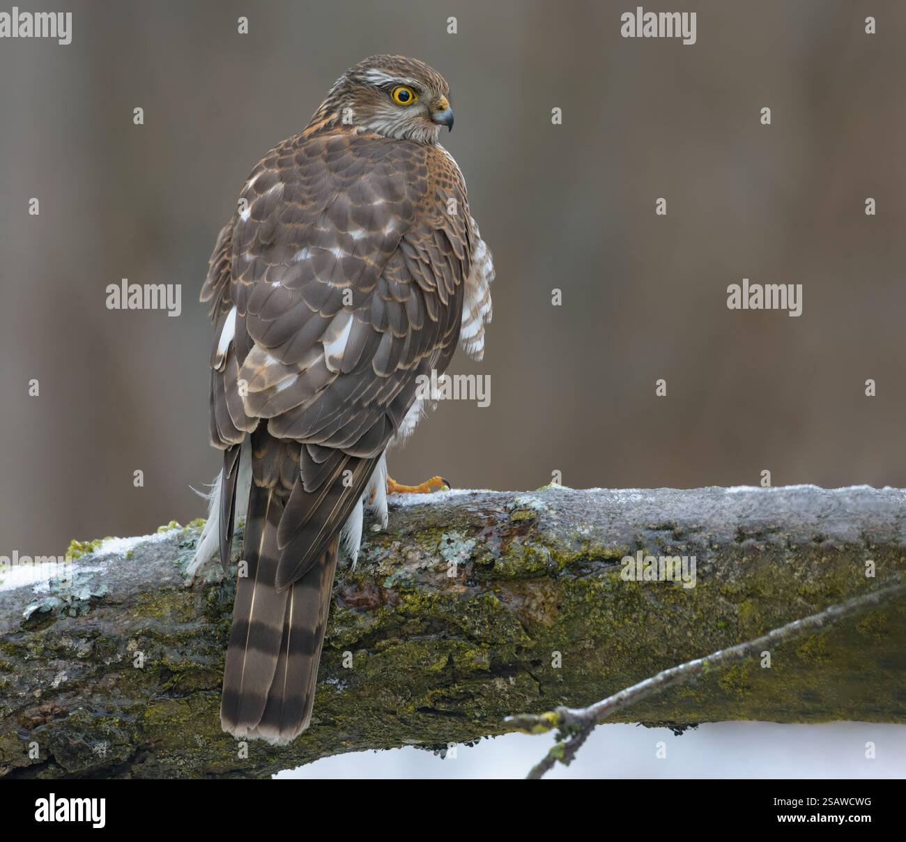 Weibliches eurasisches sparschwein (accipiter nisus) sitzt auf eisigem Ast, während sie auf Spatzen wartet Stockfoto