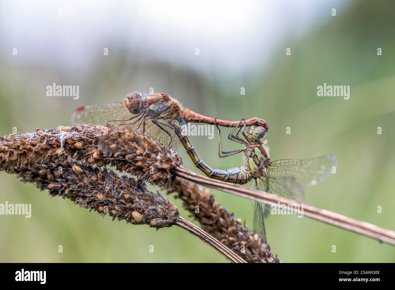 Common Darter Libelle; Sympetrum striolatum; männlich und weiblich; paarweise; UK Stockfoto